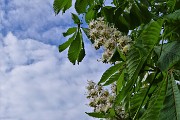 20 Fiori di ippocastano
